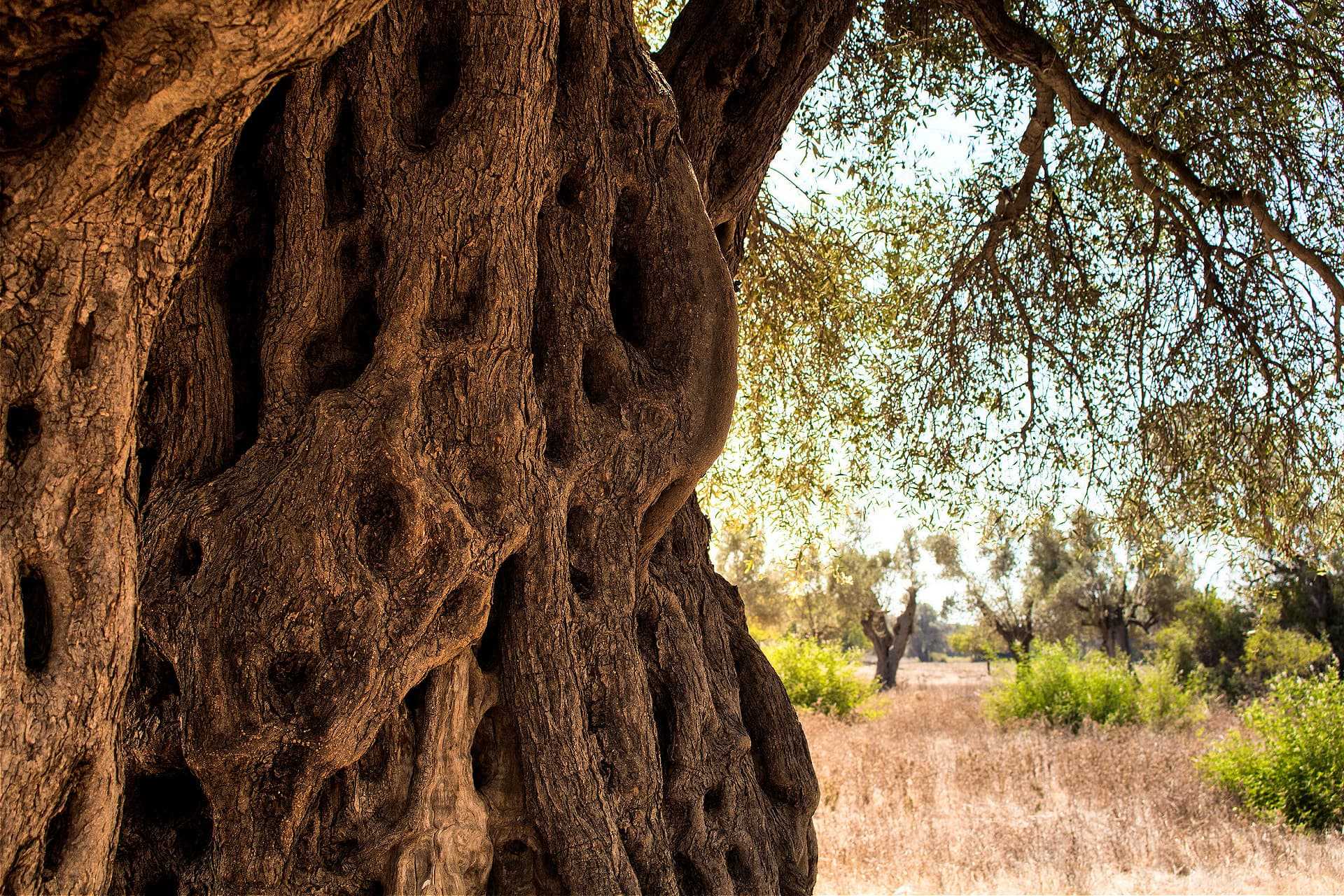Close-up view of an olive tree trunk displaying textured bark and gnarled features. - Olive Oil Times