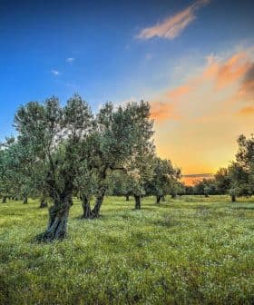 Olive trees in a grove with a colorful sunset sky and grassy ground. - Olive Oil Times
