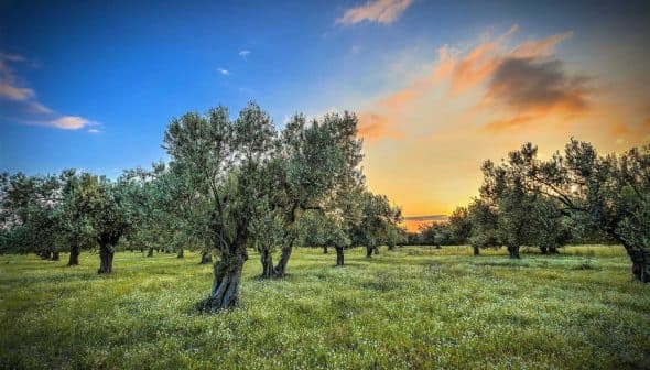 Olive trees in a grove with a colorful sunset sky and grassy ground. - Olive Oil Times