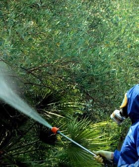 Individual in protective gear spraying pesticide on green plants with a handheld sprayer. - Olive Oil Times
