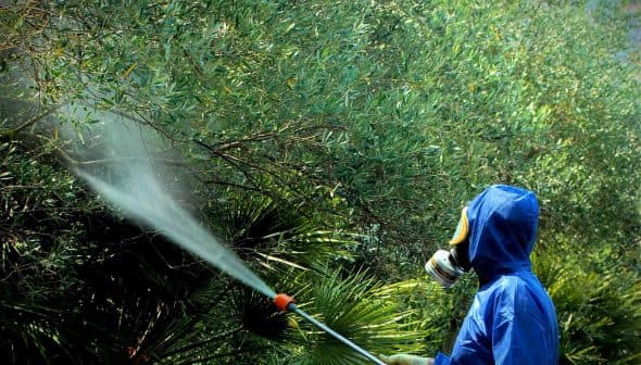Individual in protective gear spraying pesticide on green plants with a handheld sprayer. - Olive Oil Times