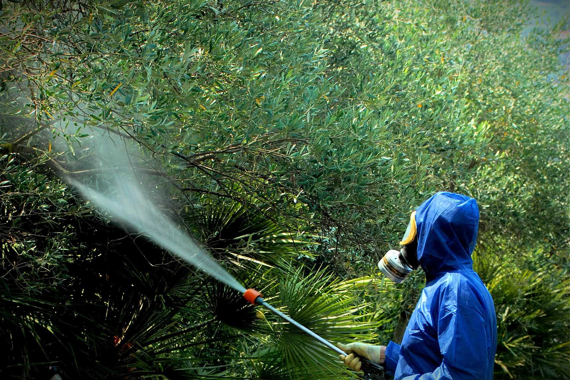 Individual in protective gear spraying pesticide on green plants with a handheld sprayer. - Olive Oil Times