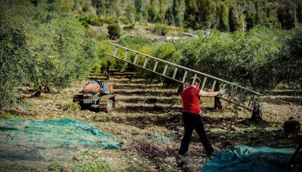 A man in a red shirt carrying a ladder through an olive grove with trees in the background. - Olive Oil Times