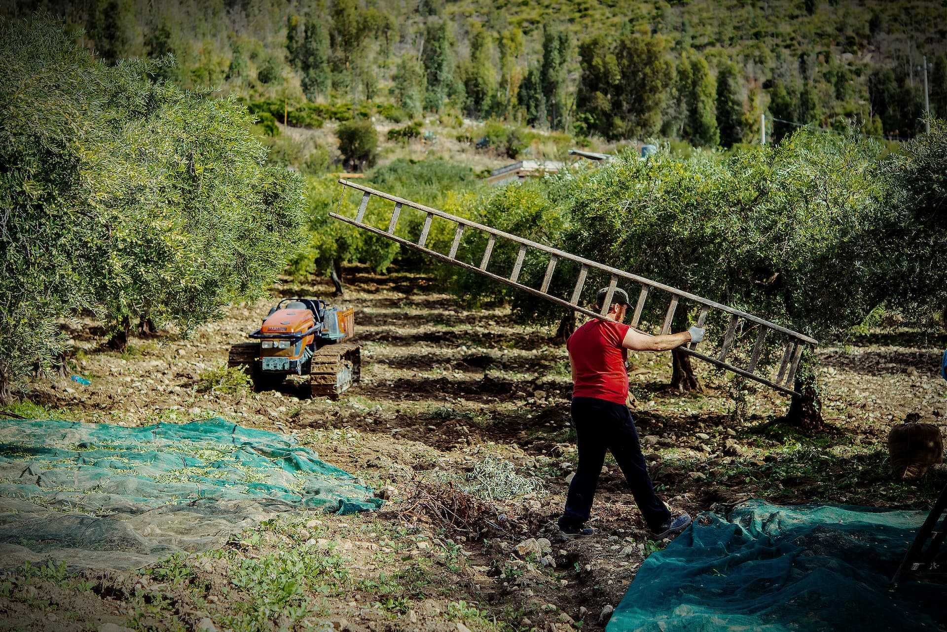 A man in a red shirt carrying a ladder through an olive grove with trees in the background. - Olive Oil Times