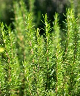 Close-up of green rosemary herb plants with slender leaves in a garden setting. - Olive Oil Times