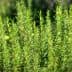Close-up of green rosemary herb plants with slender leaves in a garden setting. - Olive Oil Times