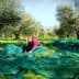 Woman collecting olives in an orchard with green nets spread on the ground. - Olive Oil Times
