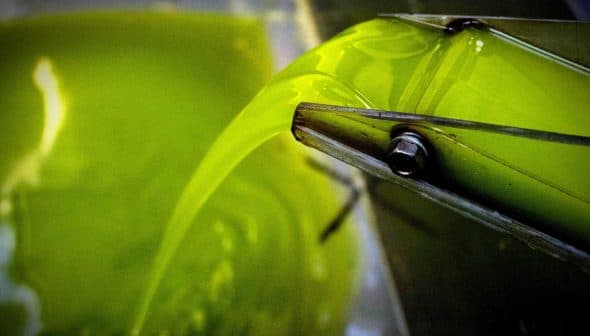 Green olive oil being poured from a metal spout into a container. - Olive Oil Times