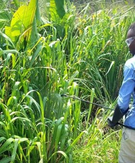 Individual wearing a backpack sprayer while tending to tall grass in a field. - Olive Oil Times