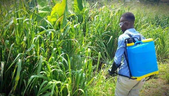 Individual wearing a backpack sprayer while tending to tall grass in a field. - Olive Oil Times
