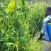 Individual wearing a backpack sprayer while tending to tall grass in a field. - Olive Oil Times
