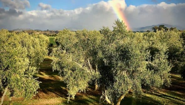 Olive trees in a grove with a rainbow visible in the background under a cloudy sky. - Olive Oil Times