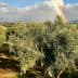 Olive trees in a grove with a rainbow visible in the background under a cloudy sky. - Olive Oil Times