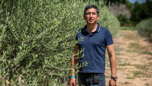 Man in a blue polo shirt standing between rows of olive trees in a field. - Olive Oil Times