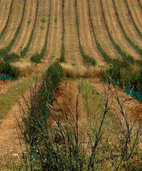 Rows of young plants in a vineyard with green protective sleeves on each plant. - Olive Oil Times