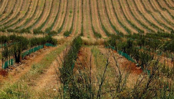 Rows of young plants in a vineyard with green protective sleeves on each plant. - Olive Oil Times