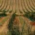Rows of young plants in a vineyard with green protective sleeves on each plant. - Olive Oil Times