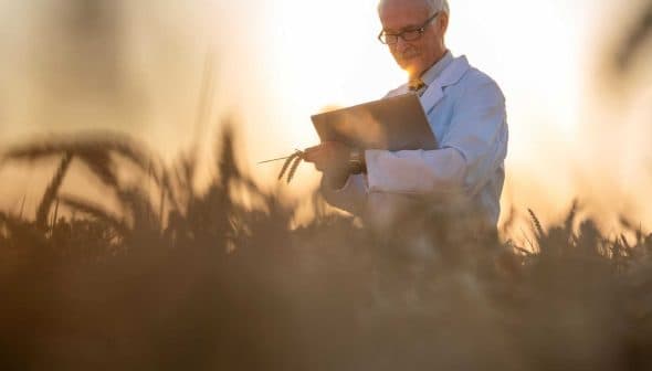An agricultural scientist in a white lab coat holding a tablet while standing in a wheat field during sunset. - Olive Oil Times