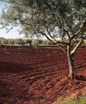 Olive trees in a field with red soil and clear sky in the background. - Olive Oil Times