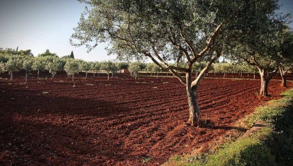 Olive trees in a field with red soil and clear sky in the background. - Olive Oil Times