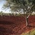 Olive trees in a field with red soil and clear sky in the background. - Olive Oil Times