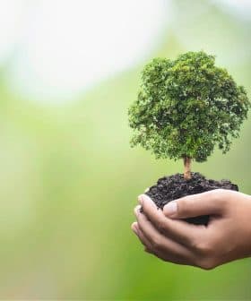 A pair of hands holding a small tree seedling with soil against a blurred background. - Olive Oil Times