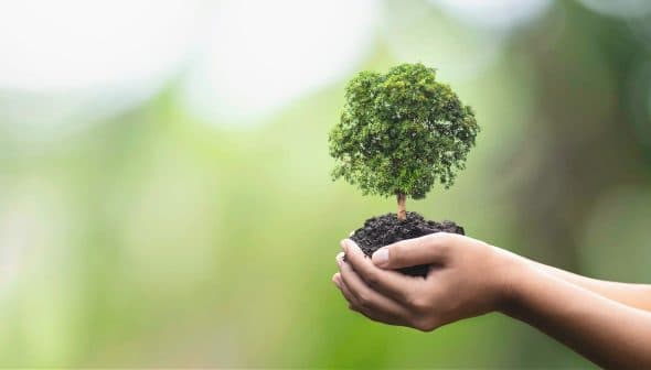 A pair of hands holding a small tree seedling with soil against a blurred background. - Olive Oil Times