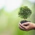 A pair of hands holding a small tree seedling with soil against a blurred background. - Olive Oil Times