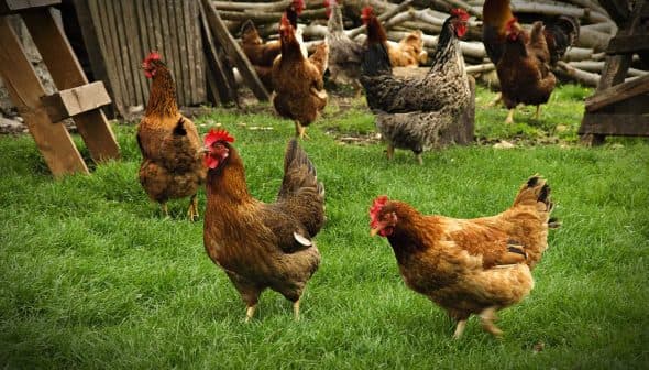 A group of brown chickens walking on green grass in a farm setting. - Olive Oil Times