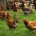 A group of brown chickens walking on green grass in a farm setting. - Olive Oil Times
