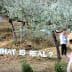 Art installation with the phrase 'WHAT IS REAL?' displayed in an olive grove setting. - Olive Oil Times