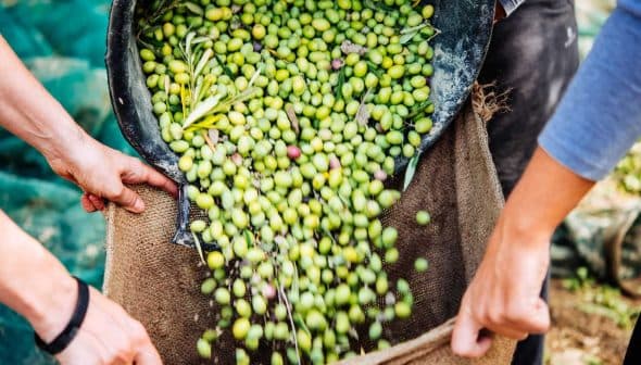 Hands pouring freshly harvested green olives from a basket into a burlap sack. - Olive Oil Times