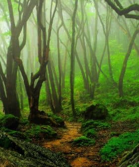 A dense forest featuring twisted trees and lush green foliage in a misty atmosphere. - Olive Oil Times