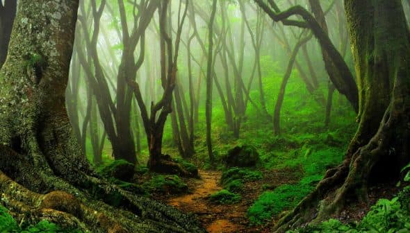 A dense forest featuring twisted trees and lush green foliage in a misty atmosphere. - Olive Oil Times