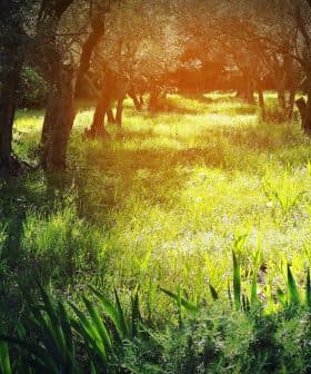 A sunlit olive grove featuring green grass and purple wildflowers in the foreground. - Olive Oil Times