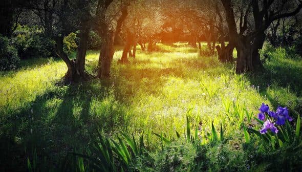 A sunlit olive grove featuring green grass and purple wildflowers in the foreground. - Olive Oil Times