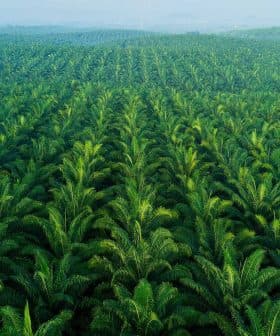 Aerial view of a lush green palm oil plantation with rows of palm trees. - Olive Oil Times