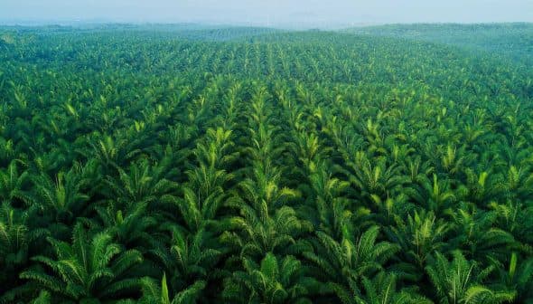 Aerial view of a lush green palm oil plantation with rows of palm trees. - Olive Oil Times