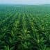 Aerial view of a lush green palm oil plantation with rows of palm trees. - Olive Oil Times
