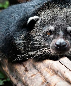 Binturong, also known as bearcat, resting on a log with a focused expression. - Olive Oil Times