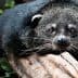 Binturong, also known as bearcat, resting on a log with a focused expression. - Olive Oil Times