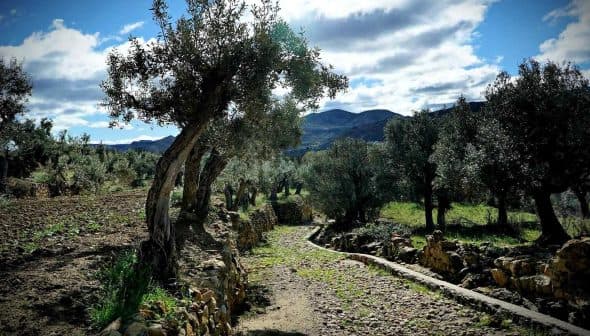 A pathway lined with olive trees in a rural landscape with mountains in the background. - Olive Oil Times