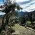 A pathway lined with olive trees in a rural landscape with mountains in the background. - Olive Oil Times