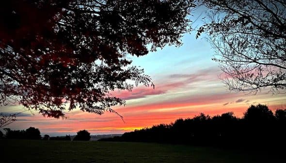 Colorful sunset with pink and orange hues visible through tree branches in a landscape. - Olive Oil Times