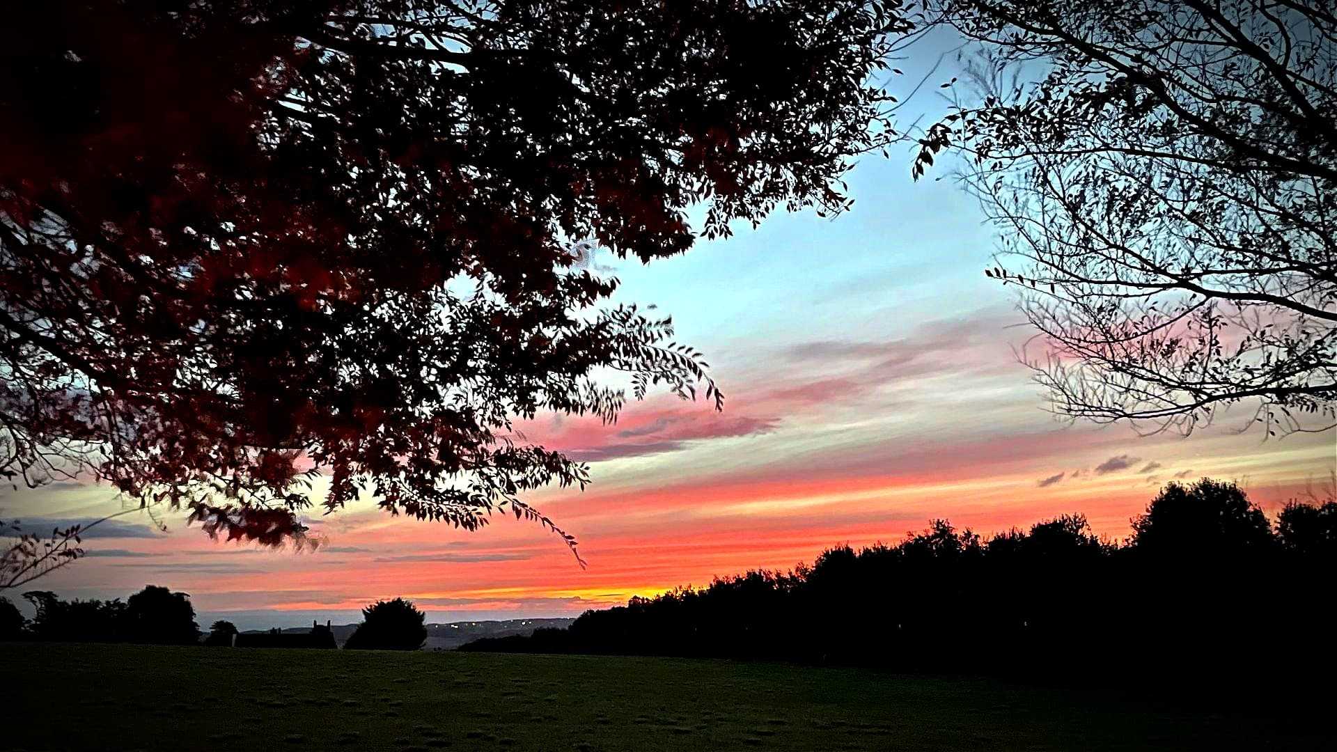 Colorful sunset with pink and orange hues visible through tree branches in a landscape. - Olive Oil Times