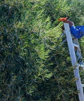 Individual using a ladder to harvest olives from a tree in an agricultural setting. - Olive Oil Times