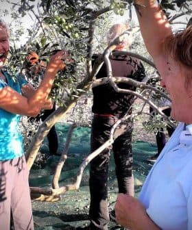 Two women smiling while harvesting olives from trees in an olive grove. - Olive Oil Times