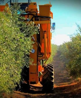 Yellow olive harvesting machine between rows of olive trees in an olive grove. - Olive Oil Times