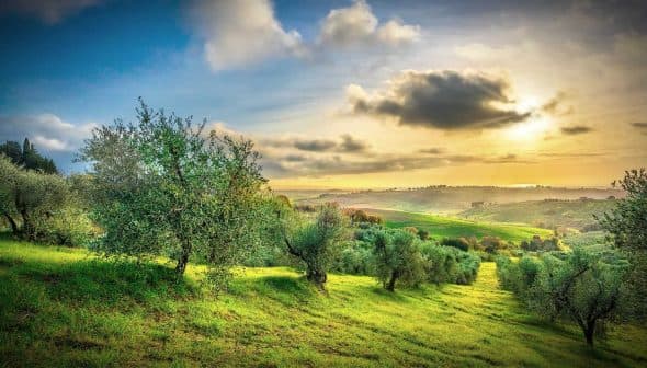 A scenic view of an olive grove with rolling hills under a sunset sky. - Olive Oil Times