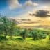 A scenic view of an olive grove with rolling hills under a sunset sky. - Olive Oil Times